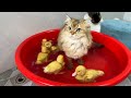 Brave and funny cat the little duck invites the cat to take a bath with himcute animals