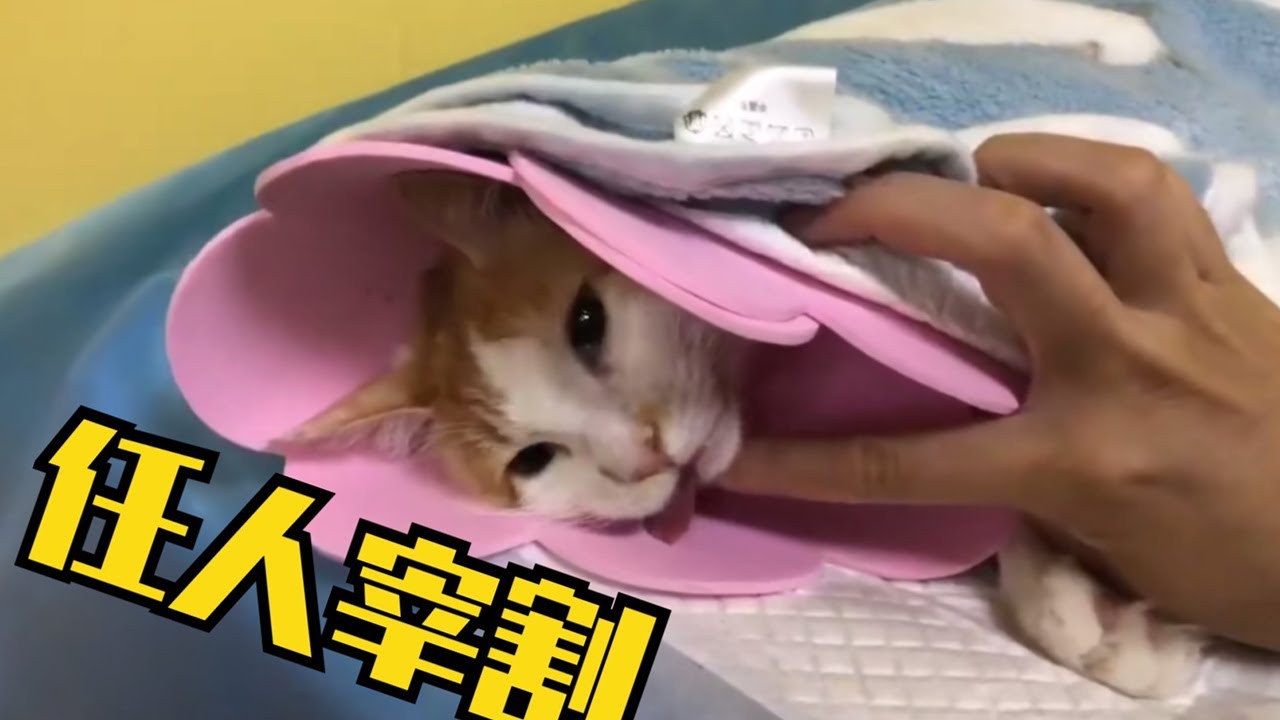 小橘绝育记（二）【淋雨的蝎子】 - YouTube