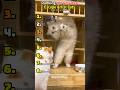 How Are They Opening Doors?! (Cats Ranked!) 😳🔓