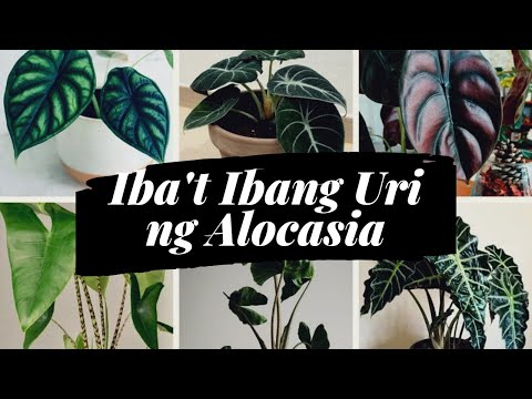 Video: Iba't Ibang Mga Pinggan Na Isterilisado