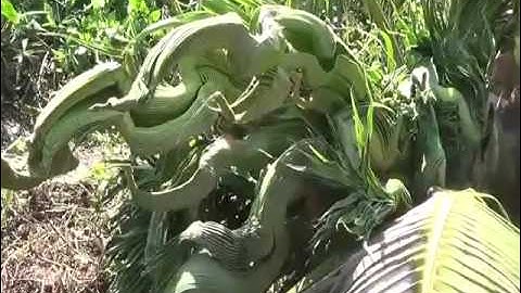 Hình con rồng kỳ lạ mọc ở ngọn cây dừa khiến người dân hốt hoảng