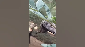 БОГОМОЛ ПОЕДАЕТ КАЛИБРИ .
