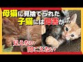 【神戸保護猫】母猫が6兄妹の1匹だけ見捨てた子は、目が見えず耳も聞こえない子猫でした