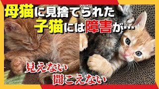 Japanese rescue cat】The rescued kitten is blind and deaf. - YouTube