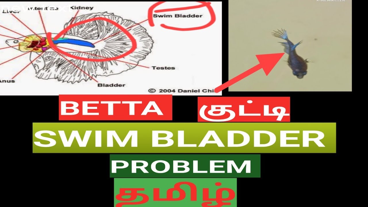 Betta குட்டி swim bladder problem தமிழ்|betta fish health problems tamil