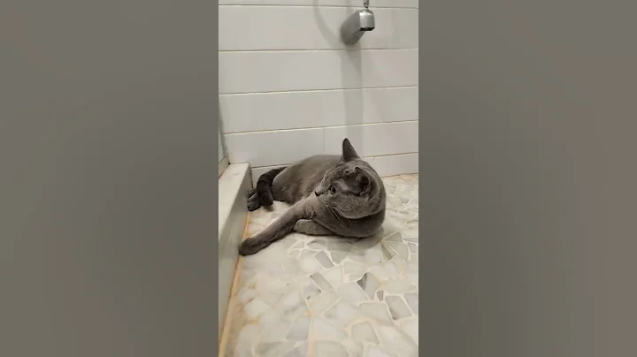 Watch the video about Bubbles the cat heartbroken because there's no more salmon pate food left? Russian Blue.