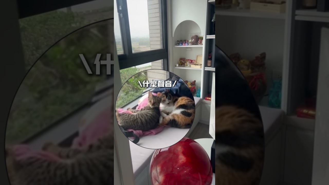你知道貓的耳多到底多靈敏嗎? #ice瘋娛樂  #搞笑  #寵物  #貓 #shorts #youtubeshorts #cat 縮圖
