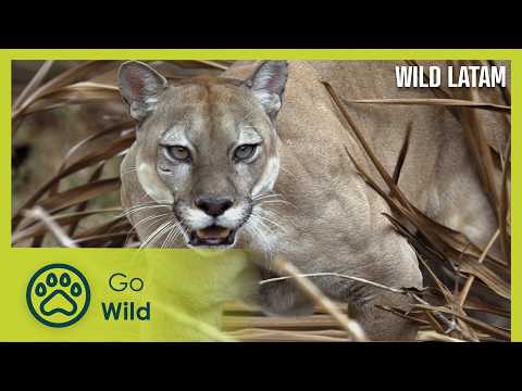 The Infinite Plains: Colombia | Wild LATAM 6/10 | Go Wild