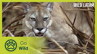The Infinite Plains: Colombia | Wild LATAM 6/10 | Go Wild