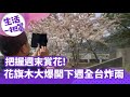 【生活一把罩】把握週末賞花! 花旗木&quot;大爆開&quot; 下週&quot;全台炸雨&quot;下六天