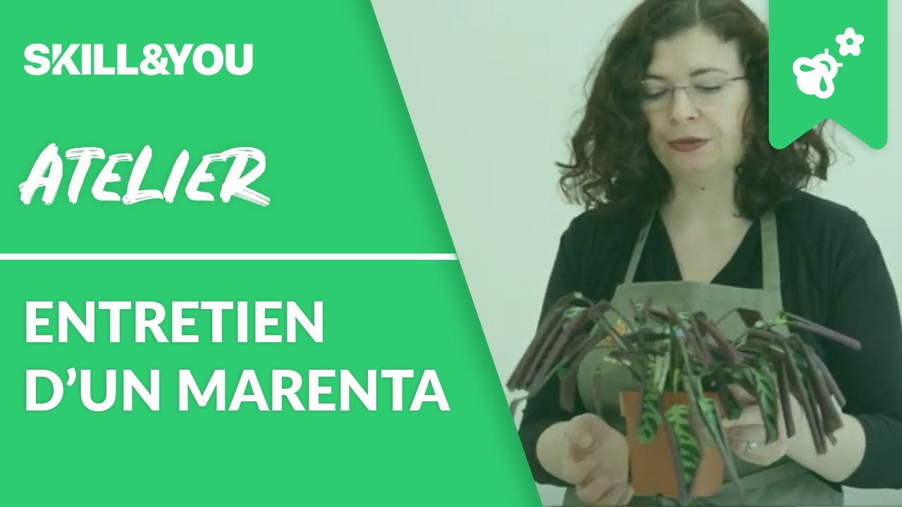 Entretien Du Maranta Formation Herboriste Skill And You Youtube Entretien Du Maranta Formation Herboriste Skill And You Youtube