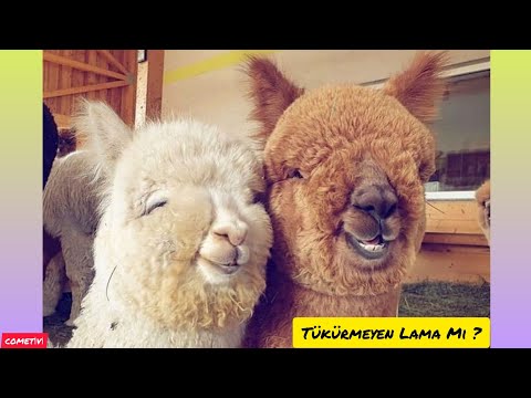 Lamalar Neden Tükürür ? 🤣 Tükürmeyen Sevimli Lamalar | Lama Nasıl Ve Ne Zaman Tükürür ? Komik #lama