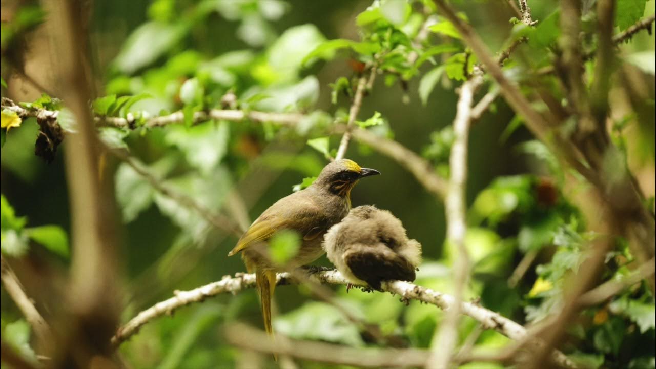 Birds Chirping Ambient Sound - YouTube