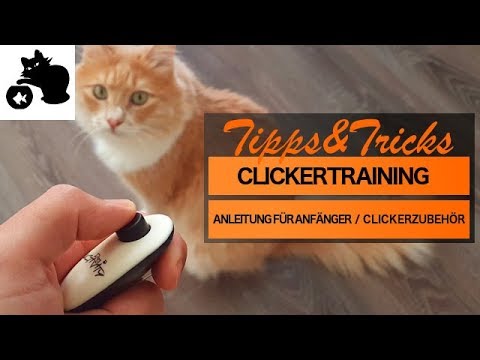 Video: Expertentipps Für Das Clickertraining Einer Katze
