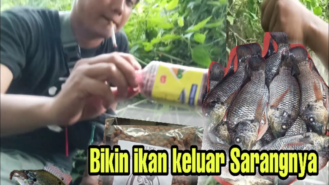 2 Umpan Mancing ikan Nila pakai umpan otok otok tangan tak berhenti