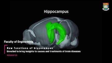 New functions of hippocampus unveiled
