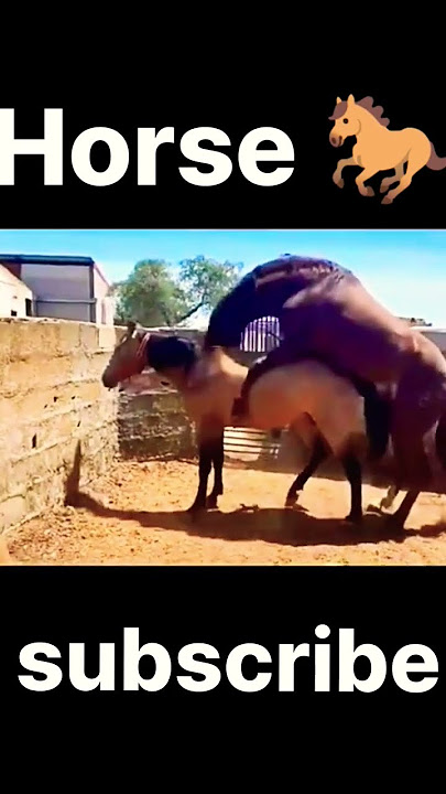 aminal mating! Horse mating #animalshorts