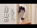 簡単DIY！狆のモモさん専用出入口のご紹介。【ペットドア】