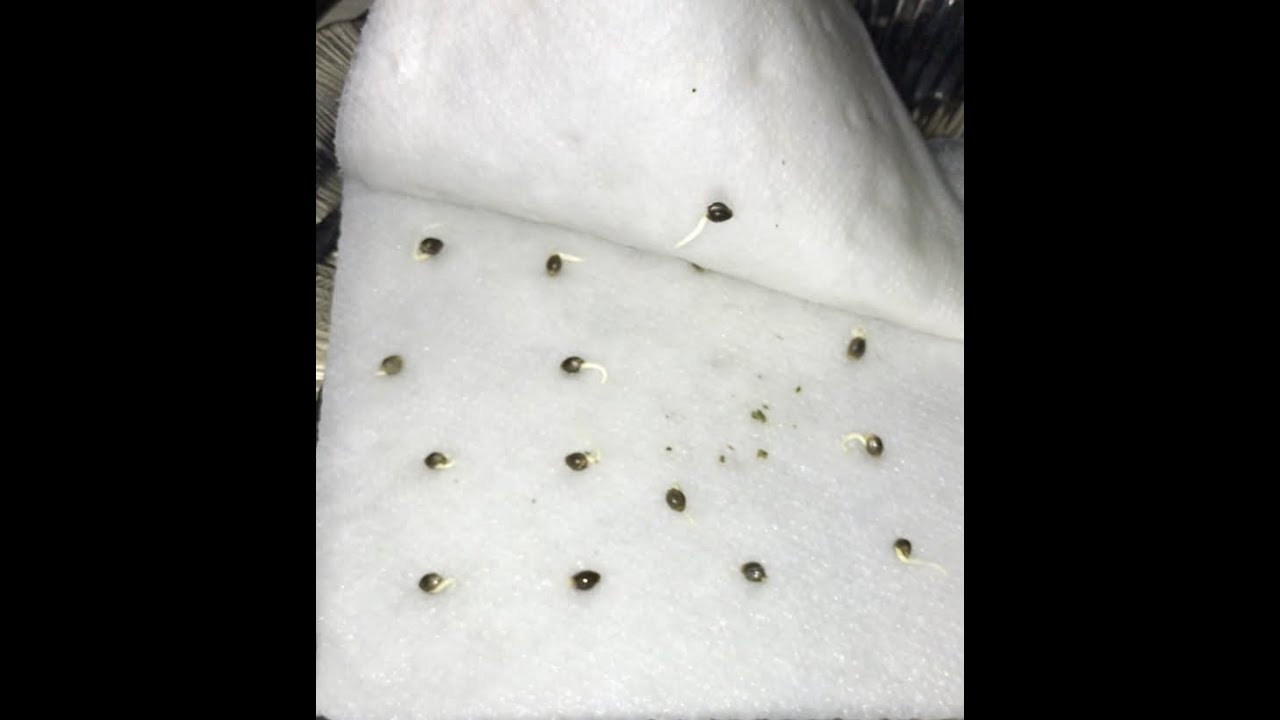 Cannabis GYO - Sprouting seeds with Rapid Rooter