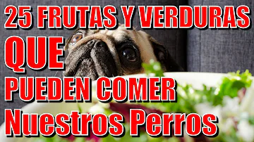 ¿Son malos los arándanos para los perros?