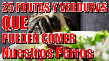 ¿Qué fruta no pueden comer los perros?