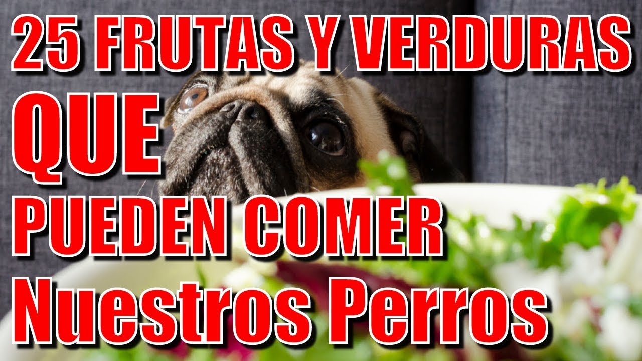 Los gatos pueden comer comida de perro