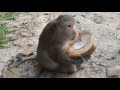 monkey eating coconut #01, monkey playing with other monkey, baby monkey...