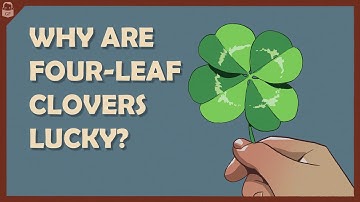 Why are Four-Leaf Clovers Lucky?