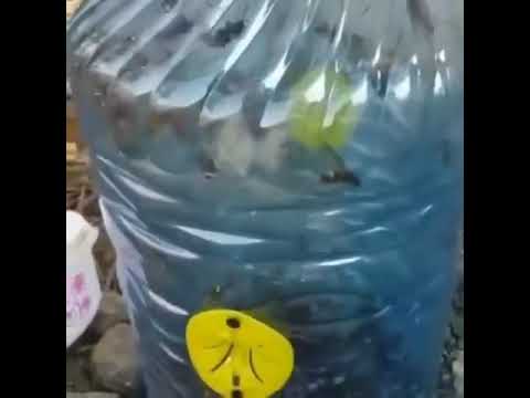 مصيده مبتكره لمكافحة الدبابير