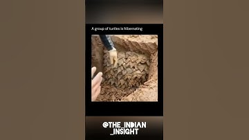 A group of turtles is hibernating #explore #turtle #hibernate #group #wildlife #sleep #funny #animal