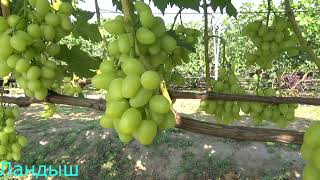 Обзор сортов и форм винограда на 18.08.21г