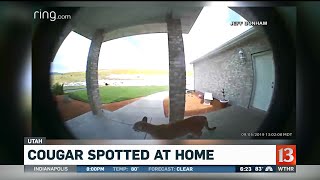 Cougar spotted at home in Utah