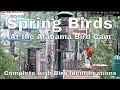 2020 Spring Birds - From the Alabama Bird Feeder Cam