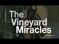 Vineyard miracles