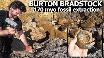 Extracting 170myo fossils from the inferior oolite at Burton Bradstock, #dorset #fossilhunting