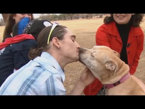 Lost dog reunited with owners after 3 