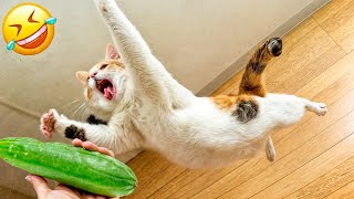 When God sends you funny dogs and cats  Funniest cat ever #7