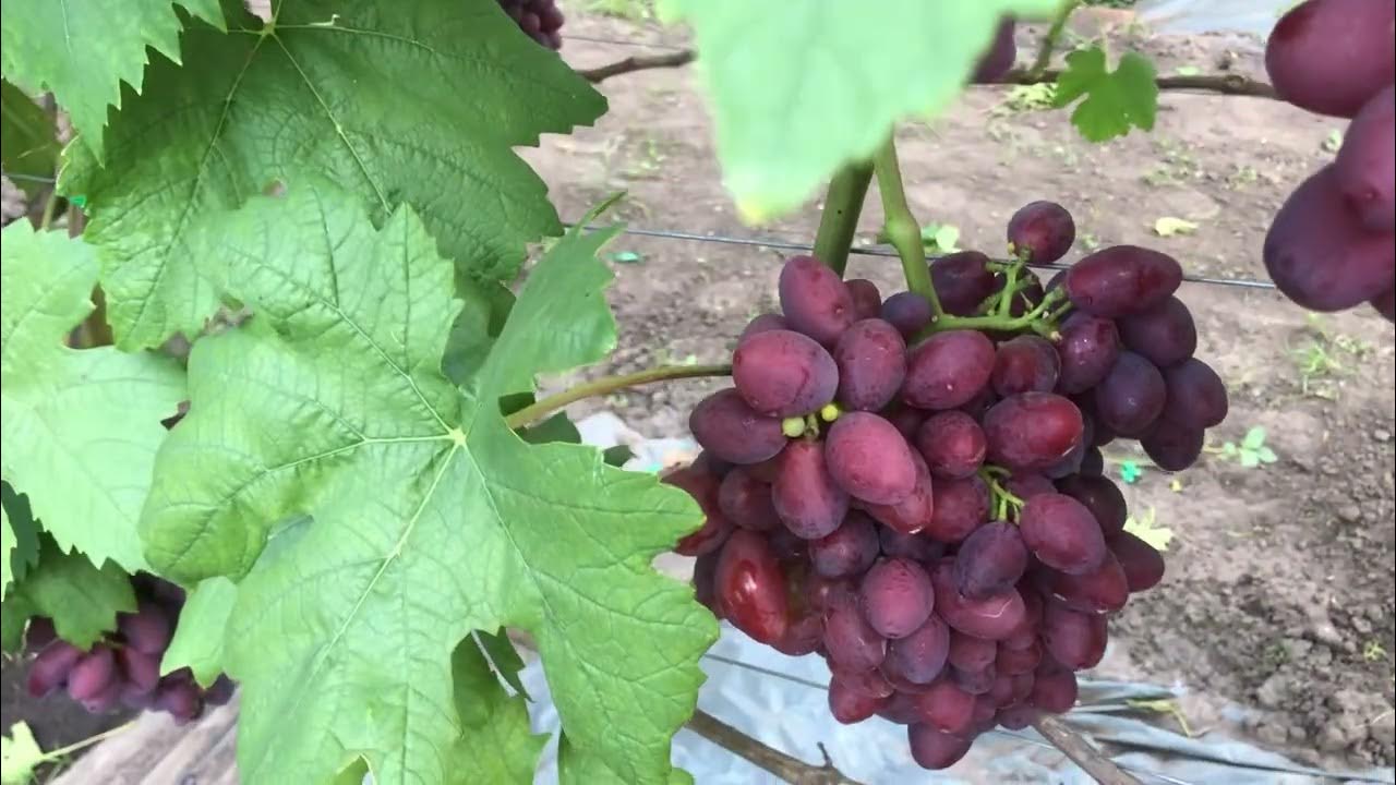 Сорта калугина описание фото отзывы видео