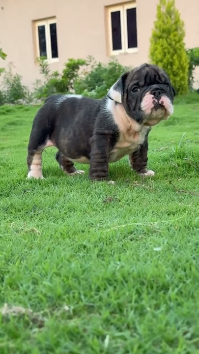 ENGLISH BULLDOG PUPPY || EXOTIC BULLDOG PRICE #ytshorts #puppy #doggielife #dogbreed #bulldog