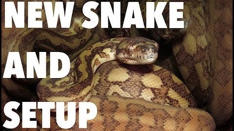 Baby coastal carpet python unboxing and setup!