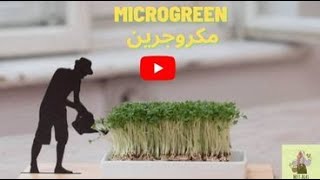 المكروجرين Microgreen خطوة نحو صحة افضل.