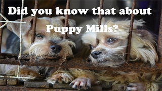 Did You Know that About Puppy Mills??? by Dim Kampra 1,390 views 7 years ago 6 minutes, 50 seconds