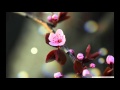 黄昏のビギン/ちあきなおみ Cover 京ウンスク
