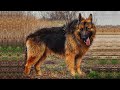 TOP 7 WORLD&#39;S MOST DANGEROUS DOGS: TOP DANGEROUS DOGS