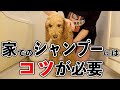 【犬】自宅でのシャンプーの仕方。セルフだからこそのコツを紹介！