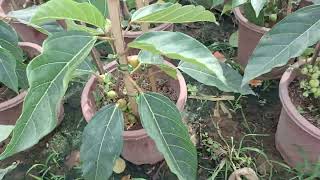 Bán cây sung cảnh giống siêu quả đang quả chi chít 0977973535