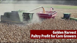 Golden Harvest, Paltry Profit for Corn Growers