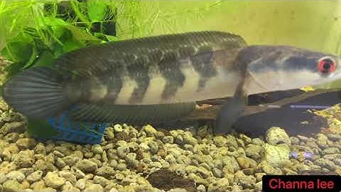 [channa lee] quá trình cá lóc từ 6cm - 60cm!