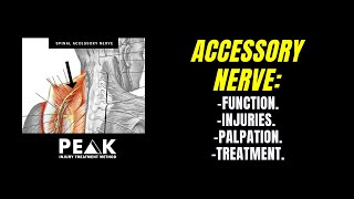 Spinal Accessory Nerve Entrapments Injury Causes & Treatment Using Manual Scar Tissue Treatment.