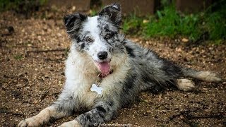 Cheza - 7 months Border Collie Puppy! by The Xtreme Dogs 123,222 views 10 years ago 3 minutes, 48 seconds